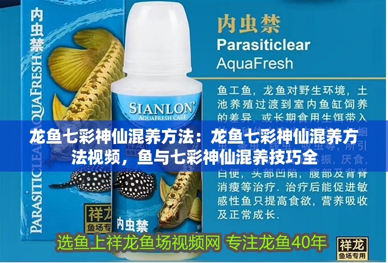 龍魚七彩神仙混養方法：龍魚七彩神仙混養方法視頻，魚與七彩神仙混養技巧全