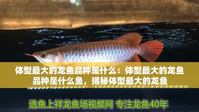 體型最大的龍魚品種是什么：體型最大的龍魚品種是什么魚，揭秘體型最大的龍魚
