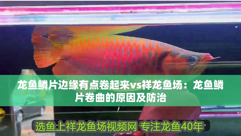龍魚鱗片邊緣有點卷起來vs祥龍魚場：龍魚鱗片卷曲的原因及防治