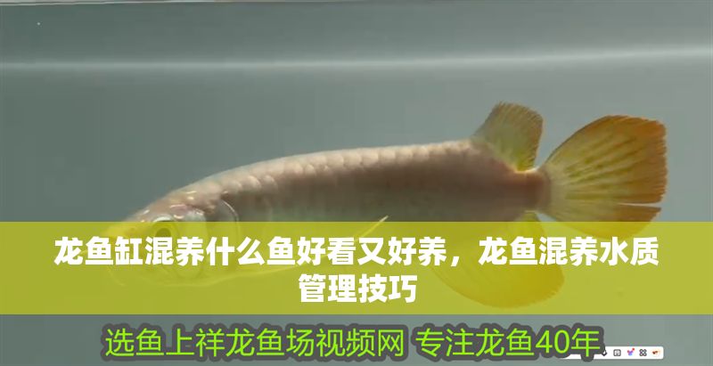 龍魚缸混養什么魚好看又好養，龍魚混養水質管理技巧