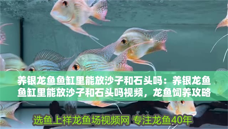 養銀龍魚魚缸里能放沙子和石頭嗎：養銀龍魚魚缸里能放沙子和石頭嗎視頻，龍魚飼養攻略，魚缸內能否放置