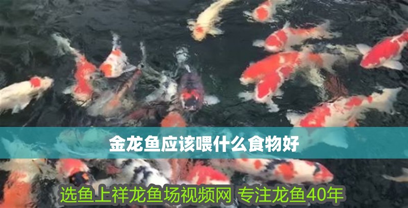 金龍魚應該喂什么食物好 金龍魚應該喂什么食物好 龍魚百科 第2張