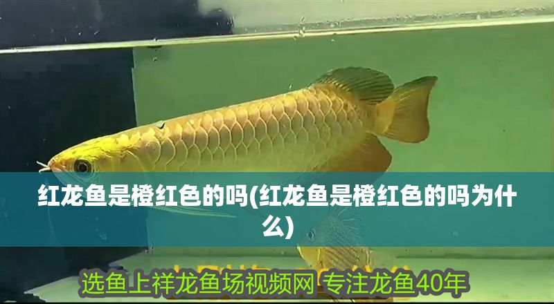 紅龍魚是橙紅色的嗎(紅龍魚是橙紅色的嗎為什么)