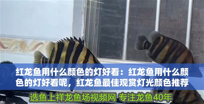 紅龍魚用什么顏色的燈好看：紅龍魚用什么顏色的燈好看呢，紅龍魚最佳觀賞燈光顏色推薦