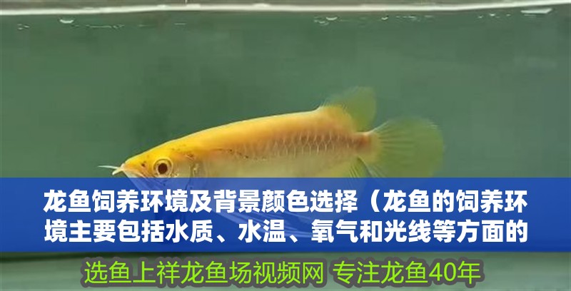 龍魚飼養環境及背景顏色選擇（龍魚的飼養環境主要包括水質、水溫、氧氣和光線等方面的要求）