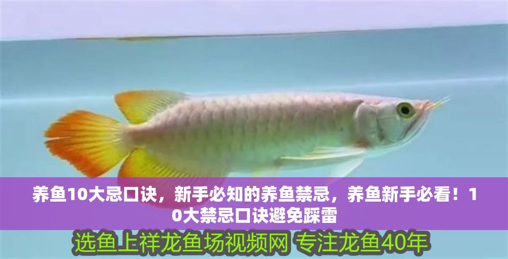 養魚10大忌口訣，新手必知的養魚禁忌，養魚新手必看！10大禁忌口訣避免踩雷