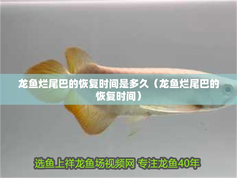 龍魚爛尾巴的恢復(fù)時間是多久（龍魚爛尾巴的恢復(fù)時間）
