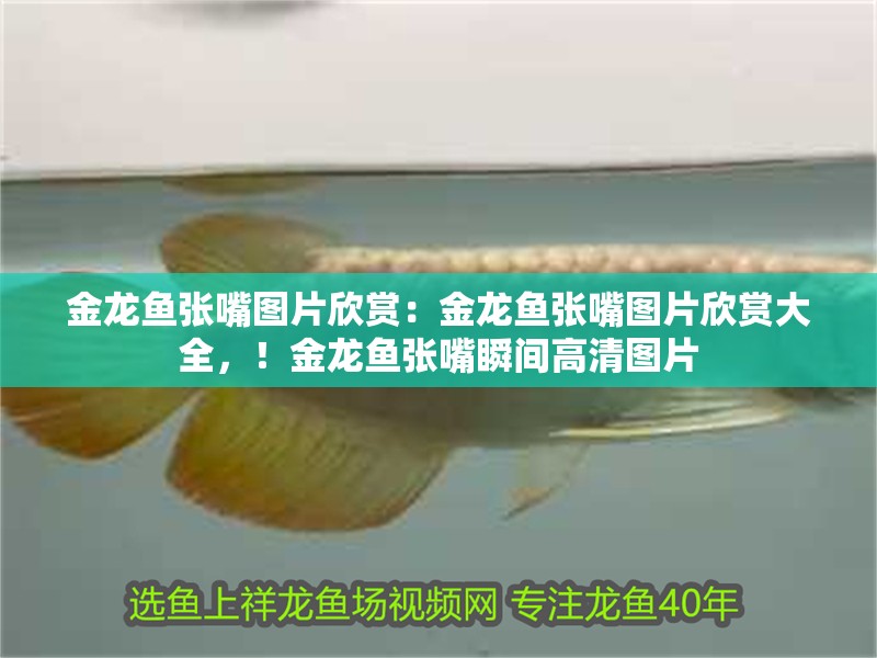 金龍魚張嘴圖片欣賞：金龍魚張嘴圖片欣賞大全，！金龍魚張嘴瞬間高清圖片