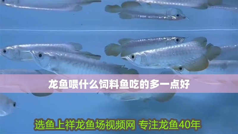 龍魚喂什么飼料魚吃的多一點好 龍魚喂什么飼料魚吃的多一點好 龍魚百科 第2張