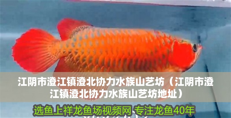 江陰市澄江鎮澄北協力水族山藝坊（江陰市澄江鎮澄北協力水族山藝坊地址）