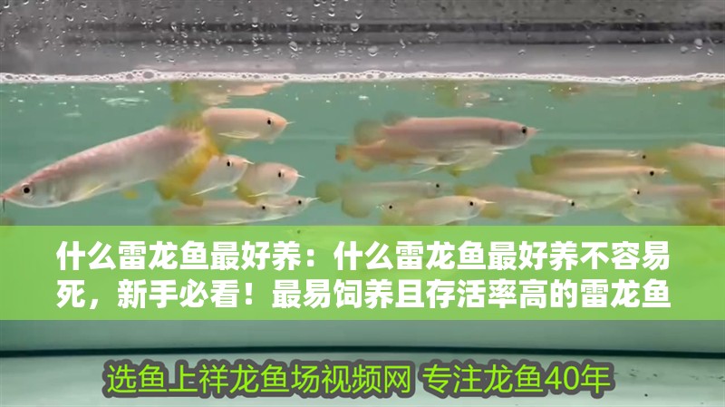 什么雷龍魚最好養：什么雷龍魚最好養不容易死，新手必看！最易飼養且存活率高的雷龍魚