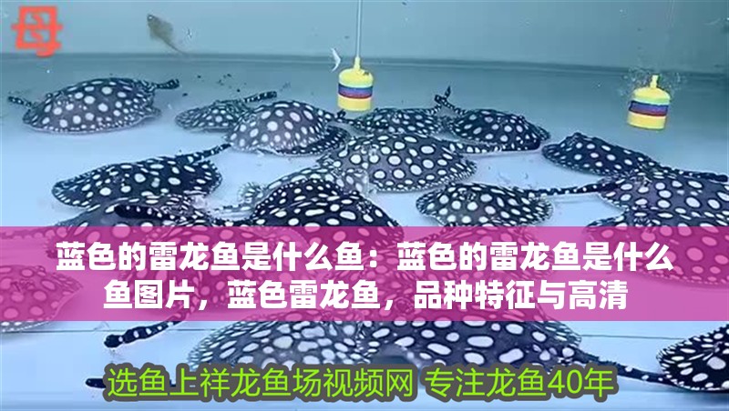 藍色的雷龍魚是什么魚：藍色的雷龍魚是什么魚圖片，藍色雷龍魚，品種特征與高清
