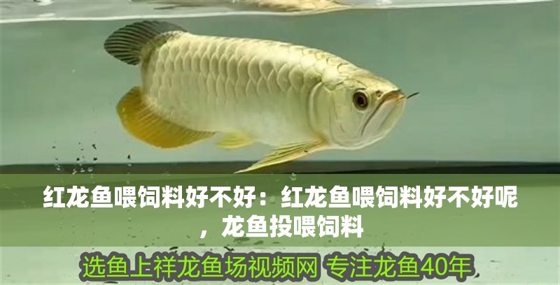 紅龍魚喂飼料好不好：紅龍魚喂飼料好不好呢，龍魚投喂飼料 紅龍魚喂飼料好不好：紅龍魚喂飼料好不好呢，龍魚投喂飼料 水族問答
