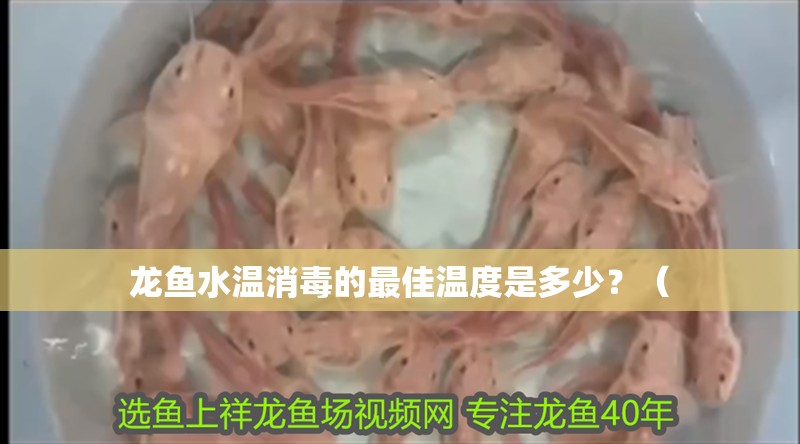 龍魚水溫消毒的最佳溫度是多少？（