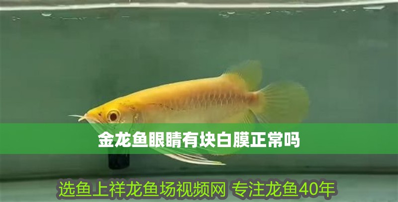 金龍魚眼睛有塊白膜正常嗎