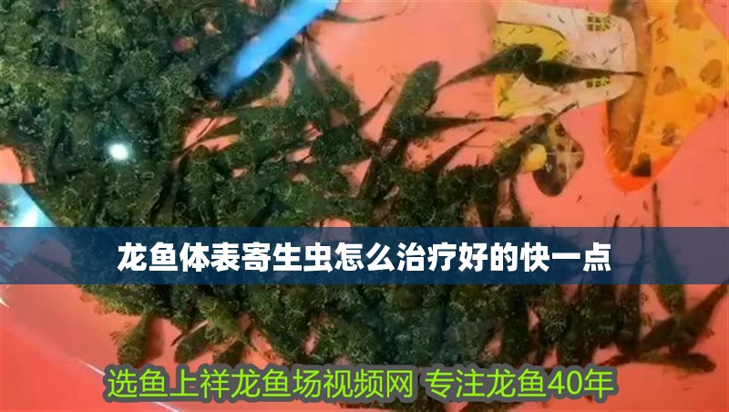 龍魚體表寄生蟲怎么治療好的快一點