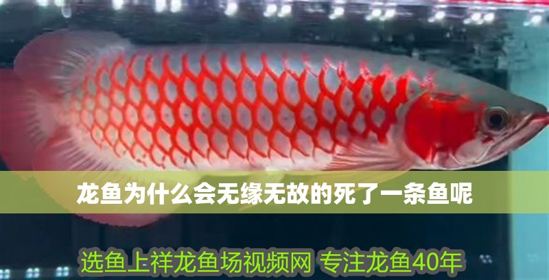 龍魚為什么會無緣無故的死了一條魚呢