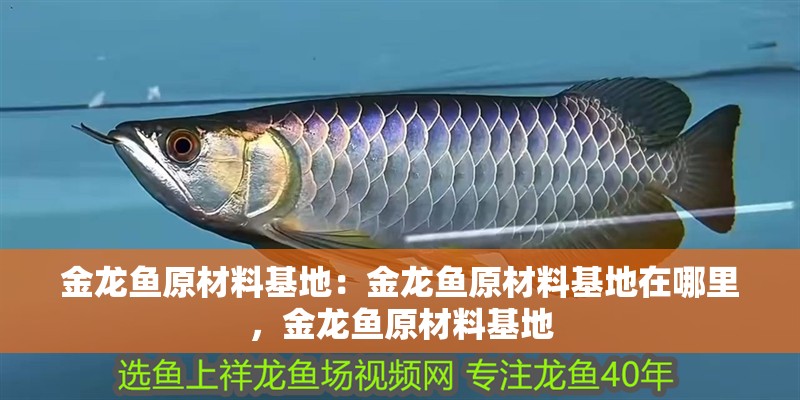 金龍魚(yú)原材料基地：金龍魚(yú)原材料基地在哪里，金龍魚(yú)原材料基地