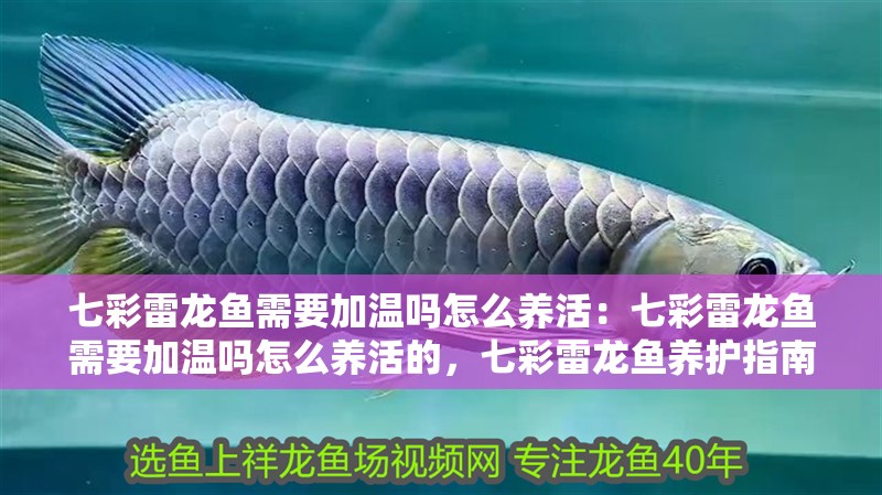 七彩雷龍魚需要加溫嗎怎么養活：七彩雷龍魚需要加溫嗎怎么養活的，七彩雷龍魚養護指南，加溫需求與科學飼養