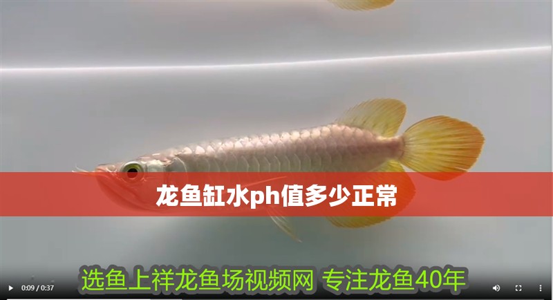 龍魚缸水ph值多少正常