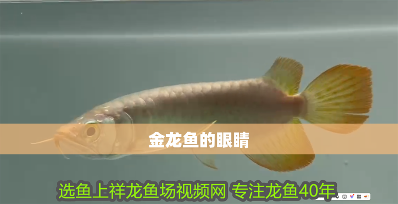 金龍魚的眼睛