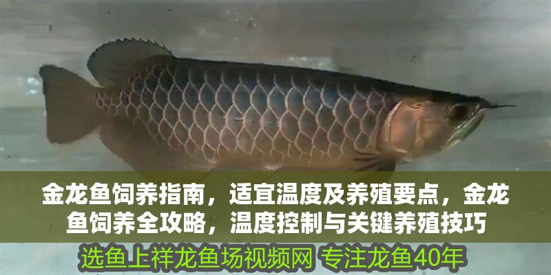 金龍魚飼養指南，適宜溫度及養殖要點，金龍魚飼養全攻略，溫度控制與關鍵養殖技巧