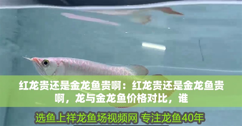 紅龍貴還是金龍魚貴啊：紅龍貴還是金龍魚貴啊，龍與金龍魚價格對比，誰