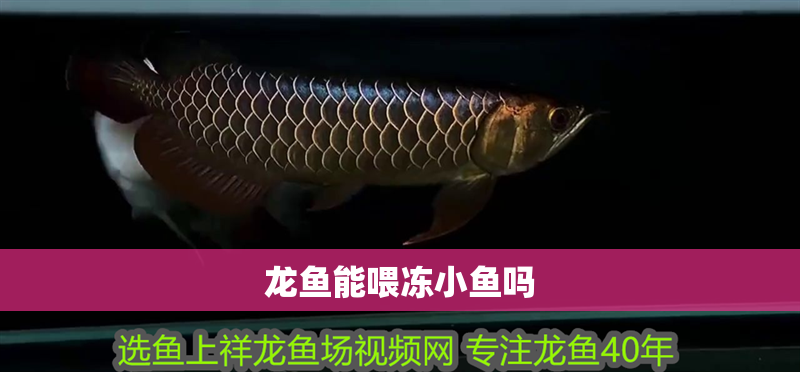 龍魚能喂凍小魚嗎
