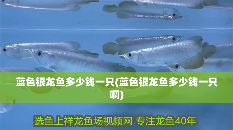 藍色銀龍魚多少錢一只(藍色銀龍魚多少錢一只啊)