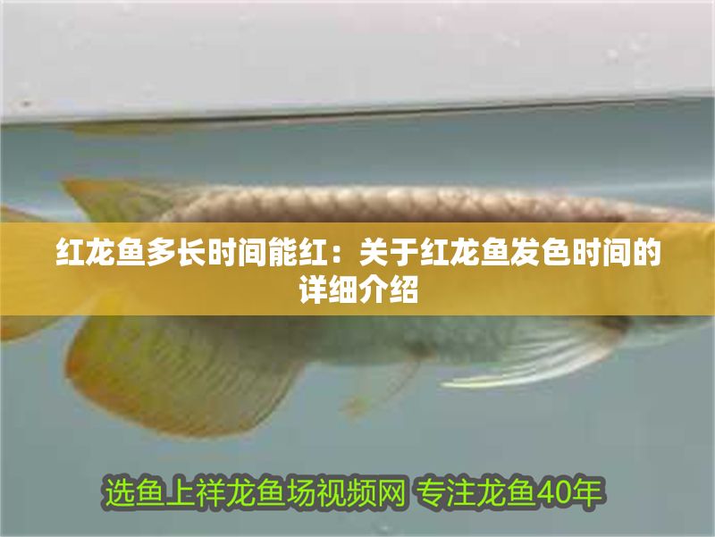 紅龍魚多長時間能紅：關于紅龍魚發色時間的詳細介紹