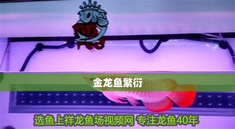 金龍魚繁衍