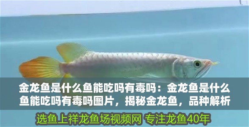 金龍魚是什么魚能吃嗎有毒嗎：金龍魚是什么魚能吃嗎有毒嗎圖片，揭秘金龍魚，品種解析、食用安全性與毒性真相