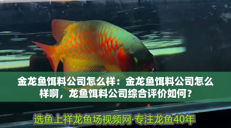 金龍魚餌料公司怎么樣：金龍魚餌料公司怎么樣啊，龍魚餌料公司綜合評(píng)價(jià)如何？