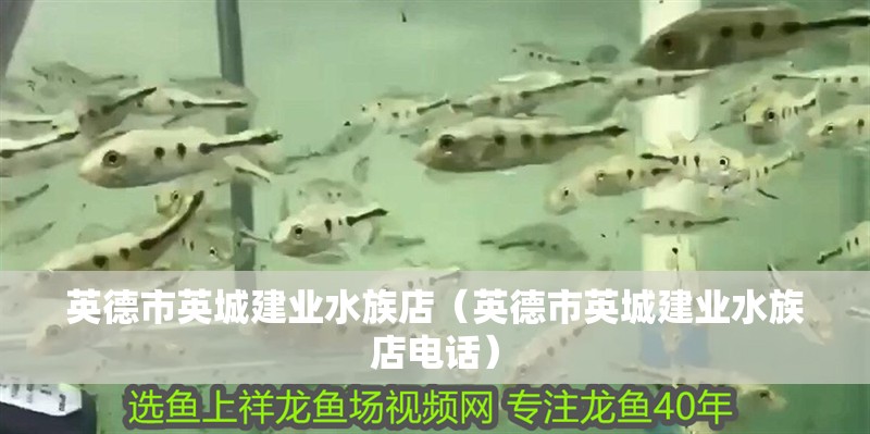 英德市英城建業水族店（英德市英城建業水族店電話）