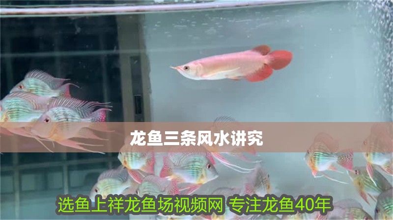 龍魚三條風水講究