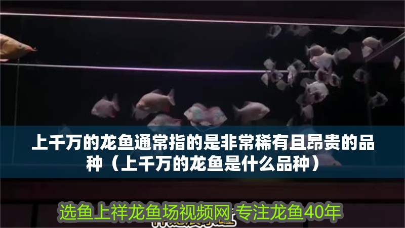 上千萬的龍魚通常指的是非常稀有且昂貴的品種（上千萬的龍魚是什么品種）