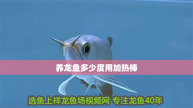 養龍魚多少度用加熱棒