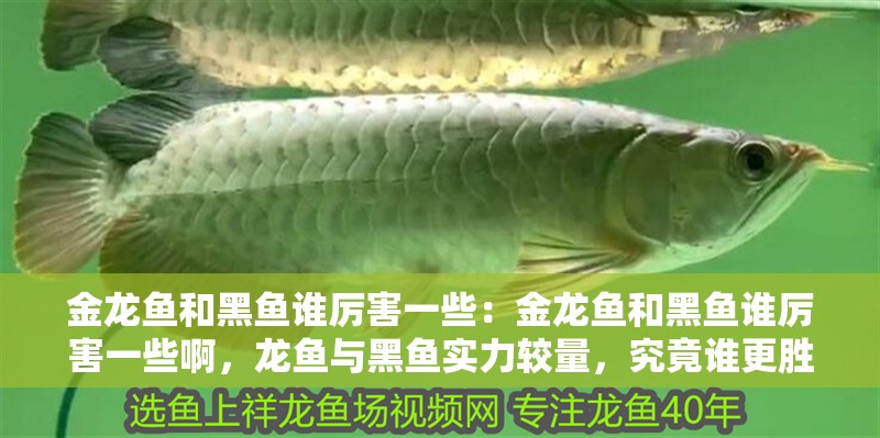 金龍魚和黑魚誰厲害一些：金龍魚和黑魚誰厲害一些啊，龍魚與黑魚實力較量，究竟誰更勝一籌