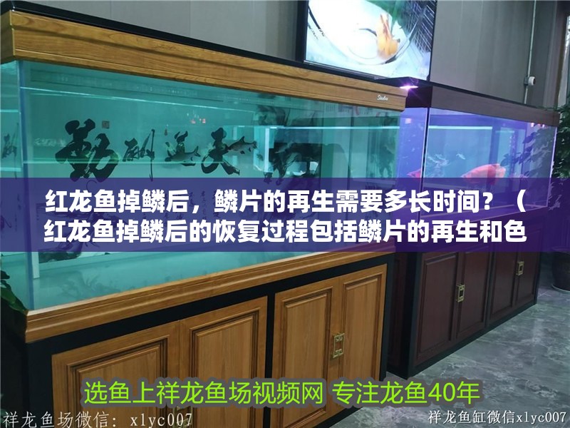 紅龍魚掉鱗后，鱗片的再生需要多長時間？（紅龍魚掉鱗后的恢復過程包括鱗片的再生和色彩的再生）