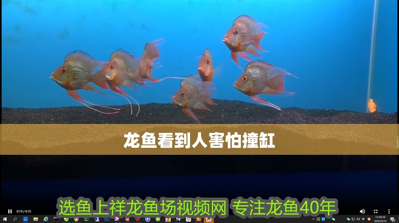 龍魚看到人害怕撞缸