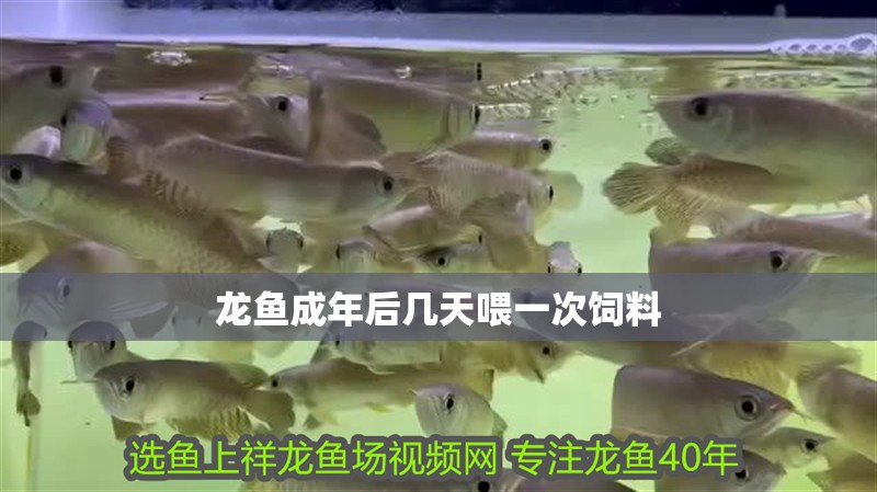 龍魚成年后幾天喂一次飼料
