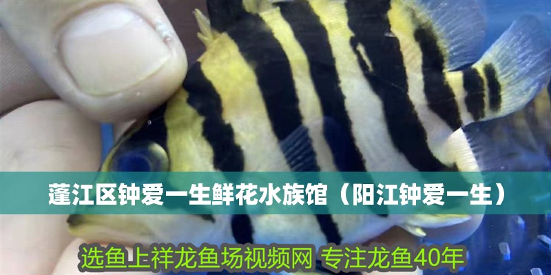 蓬江區(qū)鐘愛一生鮮花水族館(陽江鐘愛一生) 全國水族館企業(yè)名錄 第2張 蓬江區(qū)鐘愛一生鮮花水族館(陽江鐘愛一生) 蓬江區(qū)鐘愛一生鮮花水族館(陽江鐘愛一生) 全國水族館企業(yè)名錄 第2張