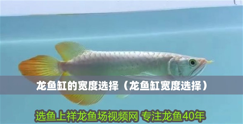 龍魚缸的寬度選擇（龍魚缸寬度選擇）