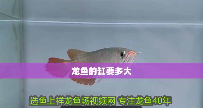 龍魚(yú)的缸要多大