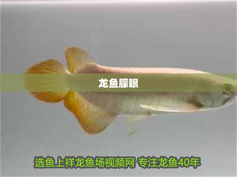 龍魚朦眼