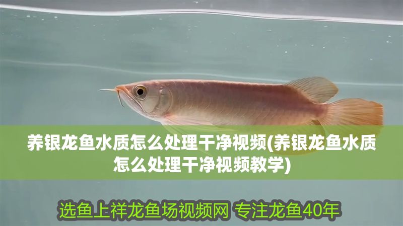 養銀龍魚水質怎么處理干凈視頻(養銀龍魚水質怎么處理干凈視頻教學)