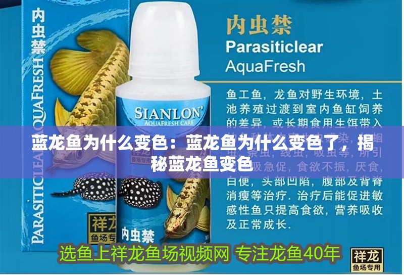 藍龍魚為什么變色：藍龍魚為什么變色了，揭秘藍龍魚變色