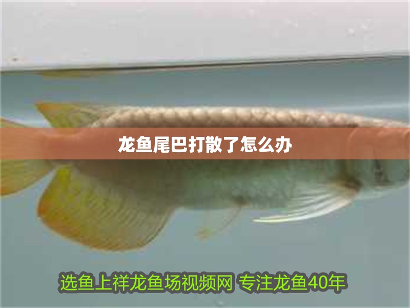 龍魚尾巴打散了怎么辦