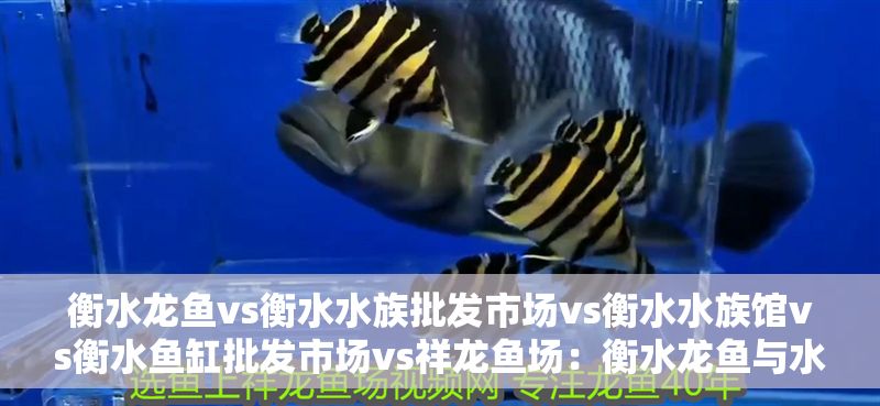 衡水龍魚vs衡水水族批發市場vs衡水水族館vs衡水魚缸批發市場vs祥龍魚場：衡水龍魚與水族館觀賞指南