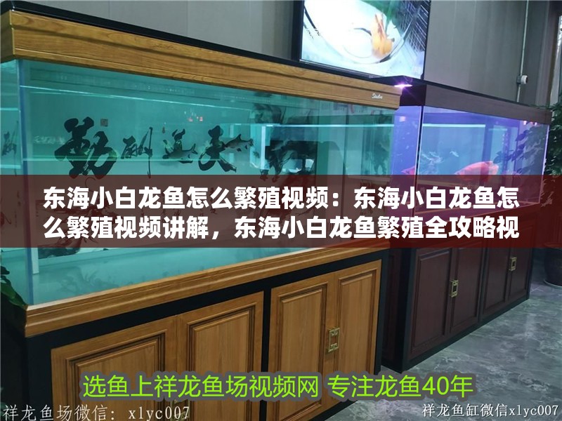 東海小白龍魚怎么繁殖視頻：東海小白龍魚怎么繁殖視頻講解，東海小白龍魚繁殖全攻略視頻詳解